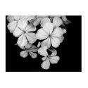 b&w business cards by dinatemraz b&w business cards