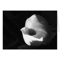 B&W Callalily cards