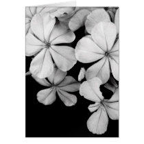 b&w cards by dinatemraz b&w cards