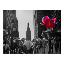 B&w de los tulipanes de NY + Postales