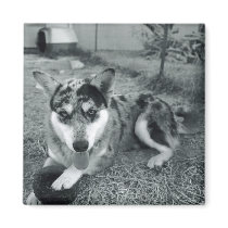 B&W Dog Magnet