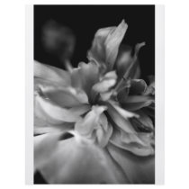 B&W Flower Flyer Design