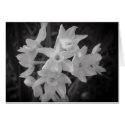 B&W Flowers cards
