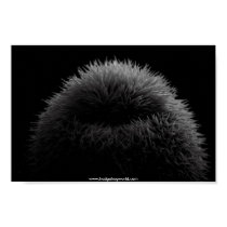 b&w hedgehog poster posters by hedgehogworld b&w hedgehog poster posters