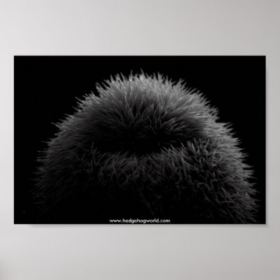 b&w hedgehog poster by hedgehogworld