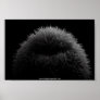 b&w hedgehog poster