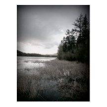 B&W Lake Marsh Landscape Post Cards