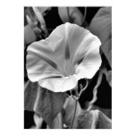 B & W Morning Glory Print B & W Morning Glory Print