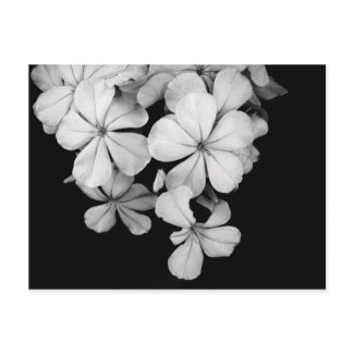 b&w postcard