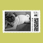 B&W Pug Portrait stamps