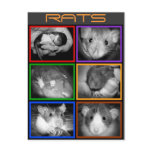 B&W RATS collage Postcard