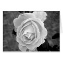 B&W Rose cards
