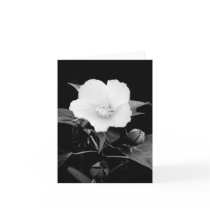 B&W Rose Mallow Blank Note Card