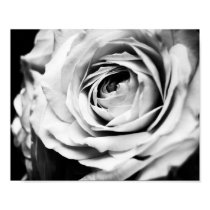 B&W Rose Sharpened posters