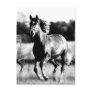 B&W Running Horse Post Cards