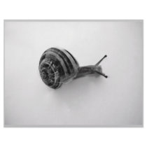 B&W snail Letterhead