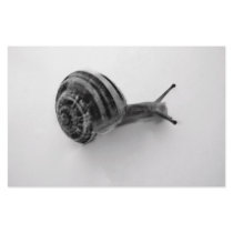 B&W snail Stationery Paper