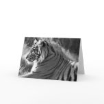 B&W Tiger Profile Photo Greeting Cards