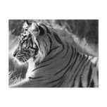 B&W Tiger Profile Photo