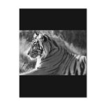 B&W Tiger Profile Photo