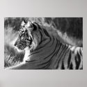 B&W Tiger Profile Photo posters