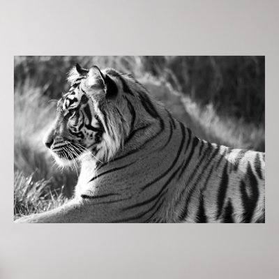 B&W Tiger Profile Photo Print by VoXeeD
