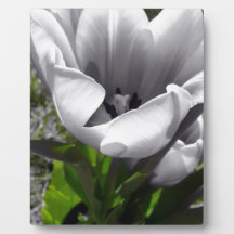 B&W Tulip Plaque