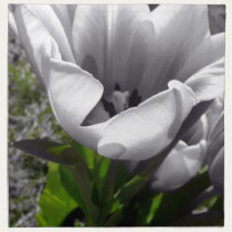 B&W Tulip napkins
