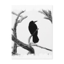 B&W Winter Raven Edgar Allan Poe Postcards