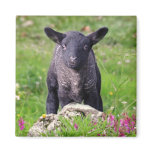 Baa-Baa Black Sheep Magnet