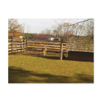 Baaa! Post Cards
