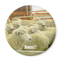 Baaaaa!!! magnets
