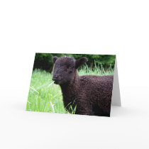 BaaBaa Black Sheep Note Card