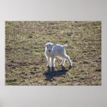 Babby Goat Print