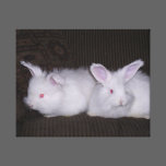 BABBY RABBITS canvas prints