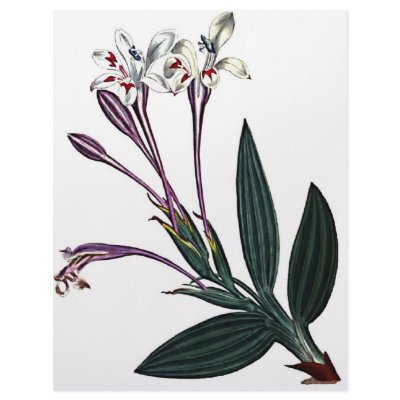 Babiana Tubiflora Custom Letterhead by jarthurdavis