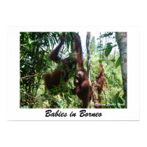 Babies in Borneo posters by Rebecca_Reeder Babies in Borneo posters