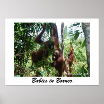 Babies in Borneo Posters