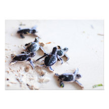 Babies turtles announcements