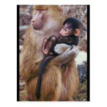 Baboon and Baby postcards