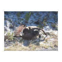 Baboon Babies Fighting Gallery Wrap Canvas