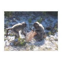 Baboon Babies playing - Close up Stretched Canvas Prints