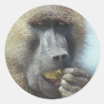 Baboon Eating Round Stickers