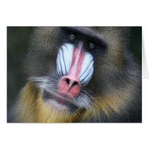 Baboon Face Greeting Card