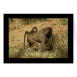 Baboon Family Card