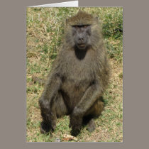 Baboon male cards