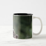 Baboon mother nursing her young coffee mugs