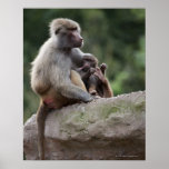 Baboon mother nursing her young print