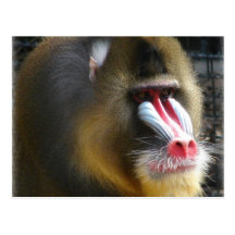 Baboon Postcard