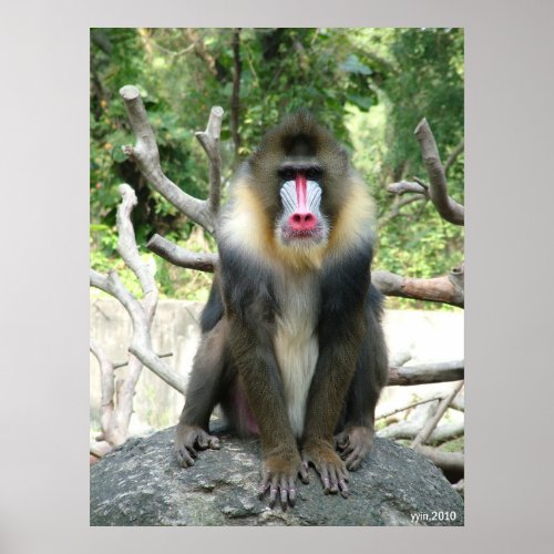 Baboon print